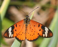 Image of Acraea encedon Linnaeus 1758