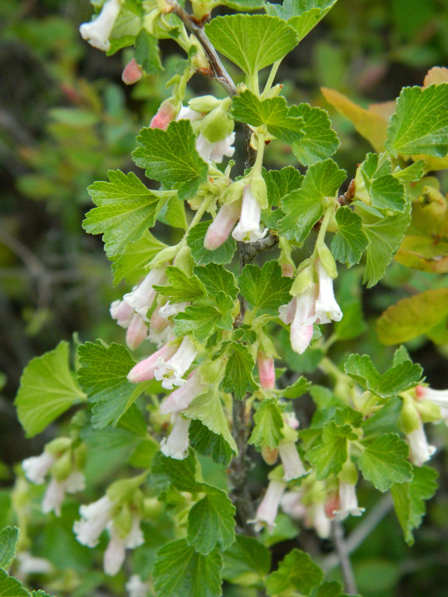 Image of whisky currant