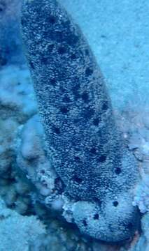 Image of Erect Finger-sponge
