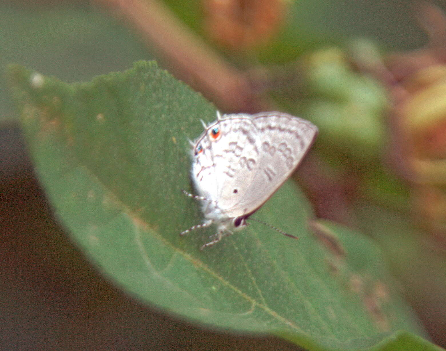 Imagem de Anthene liodes bihe