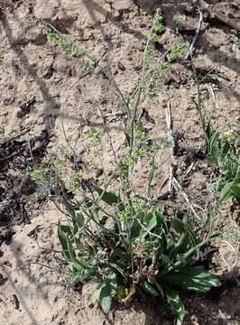 Image of Cynoglossum hispidum Thunb.