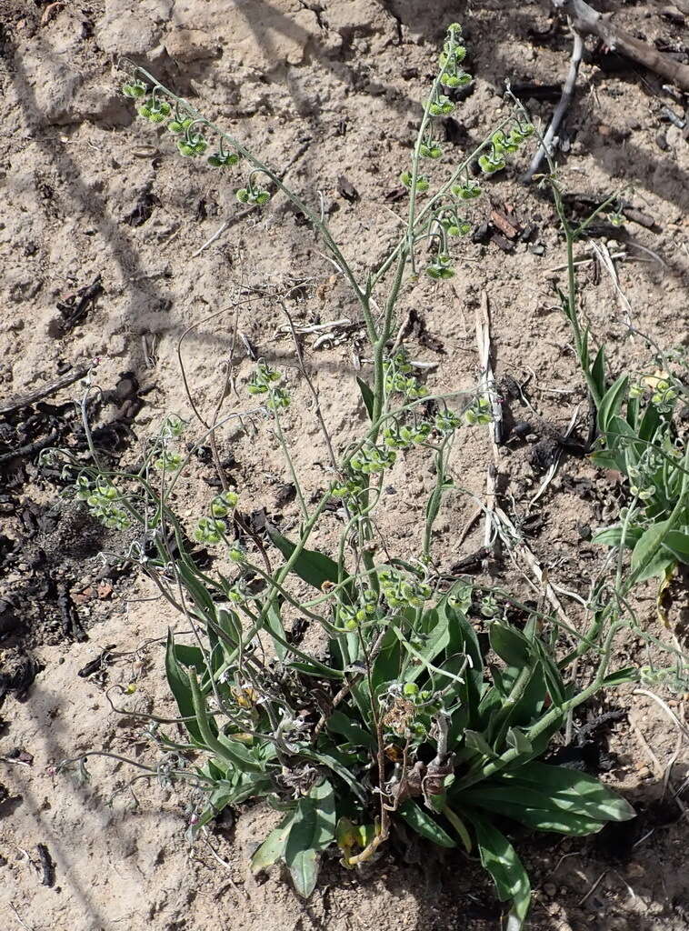 Image of Cynoglossum hispidum Thunb.