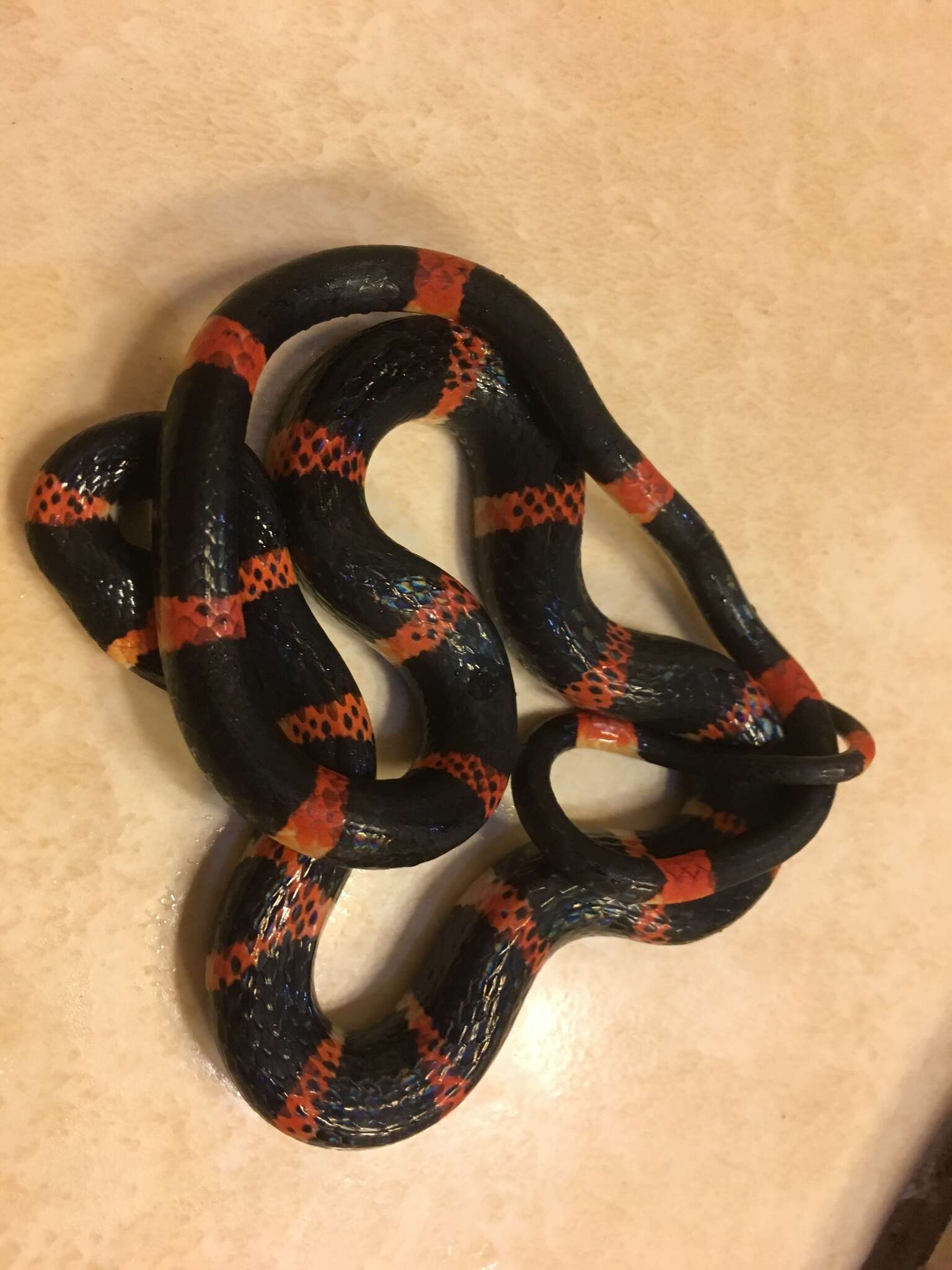 Image of Black Halloween Snake