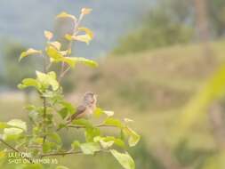 Image of Moltoni's Warbler