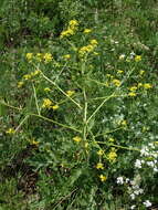 Image of perennial bastardcabbage