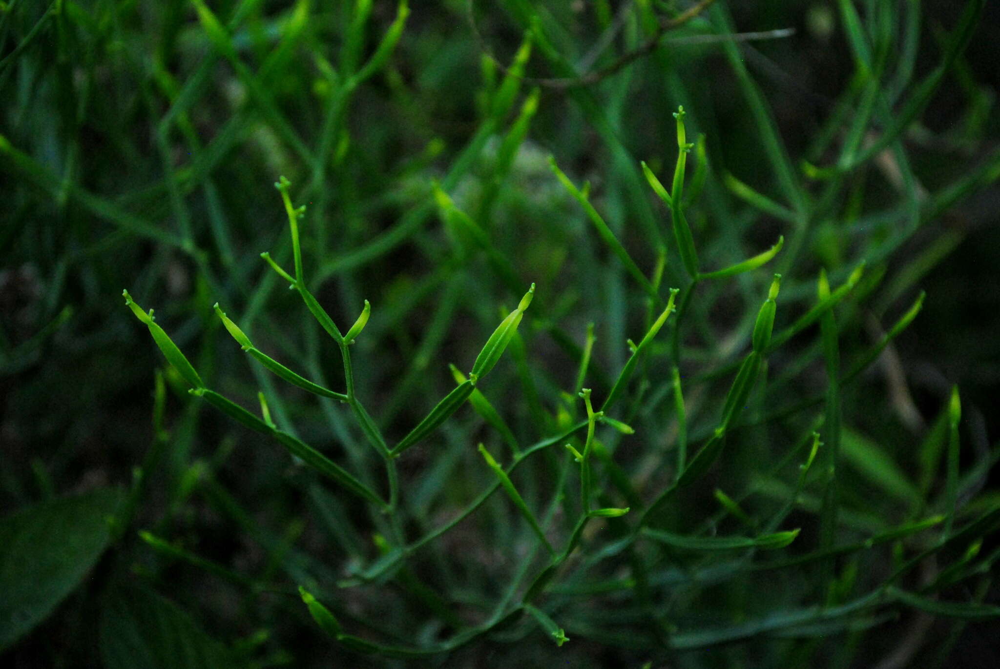 Image of Baccharis articulata (Lam.) Pers.