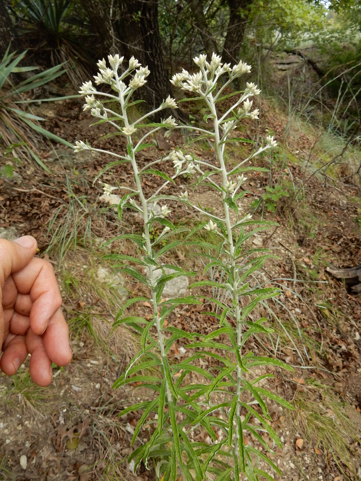 Imagem de Pseudognaphalium obtusifolium (L.) O. M. Hilliard & B. L. Burtt