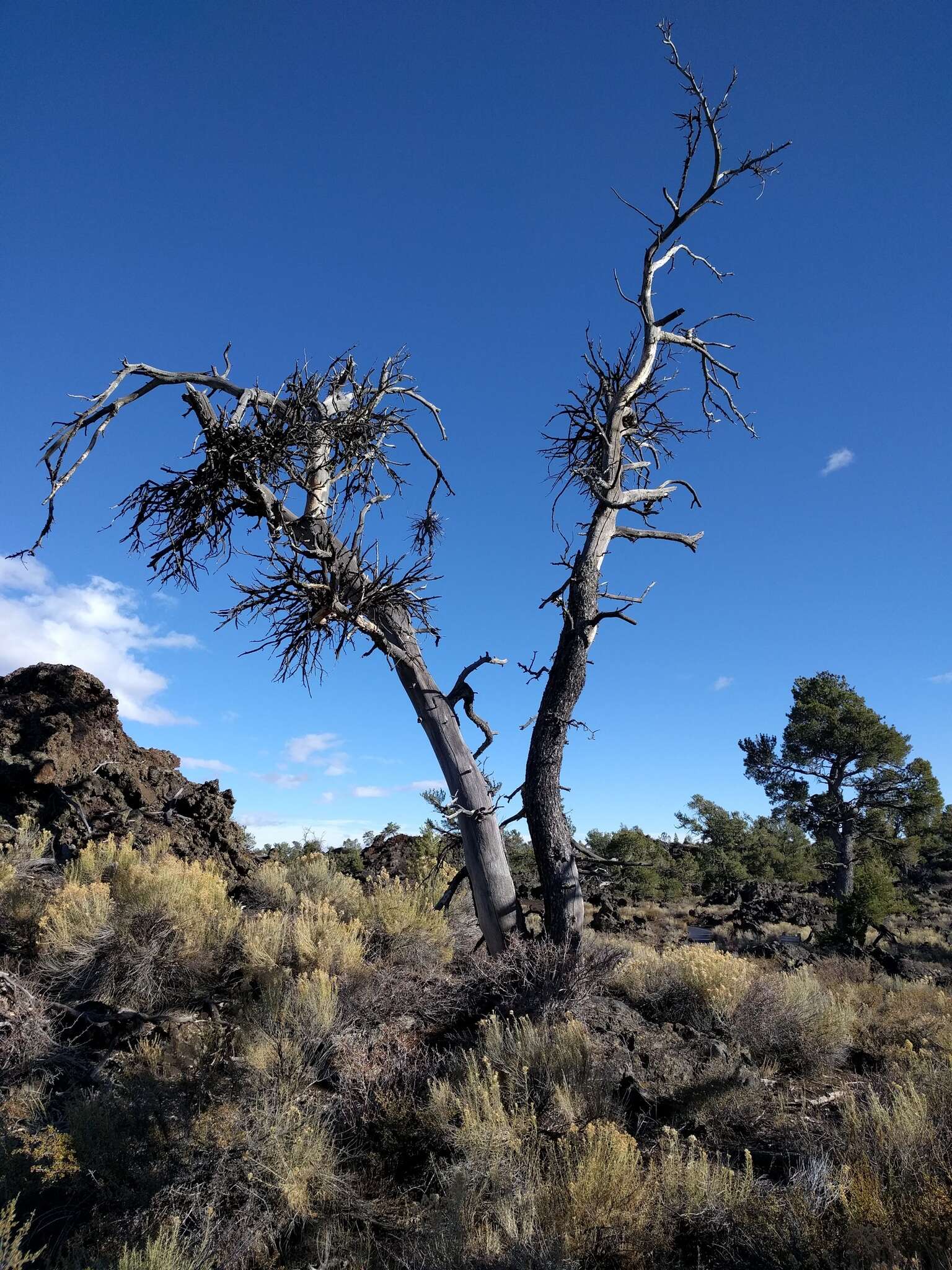 Image of Limber Pine