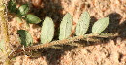 Image of Large-flowered devil-thorns,