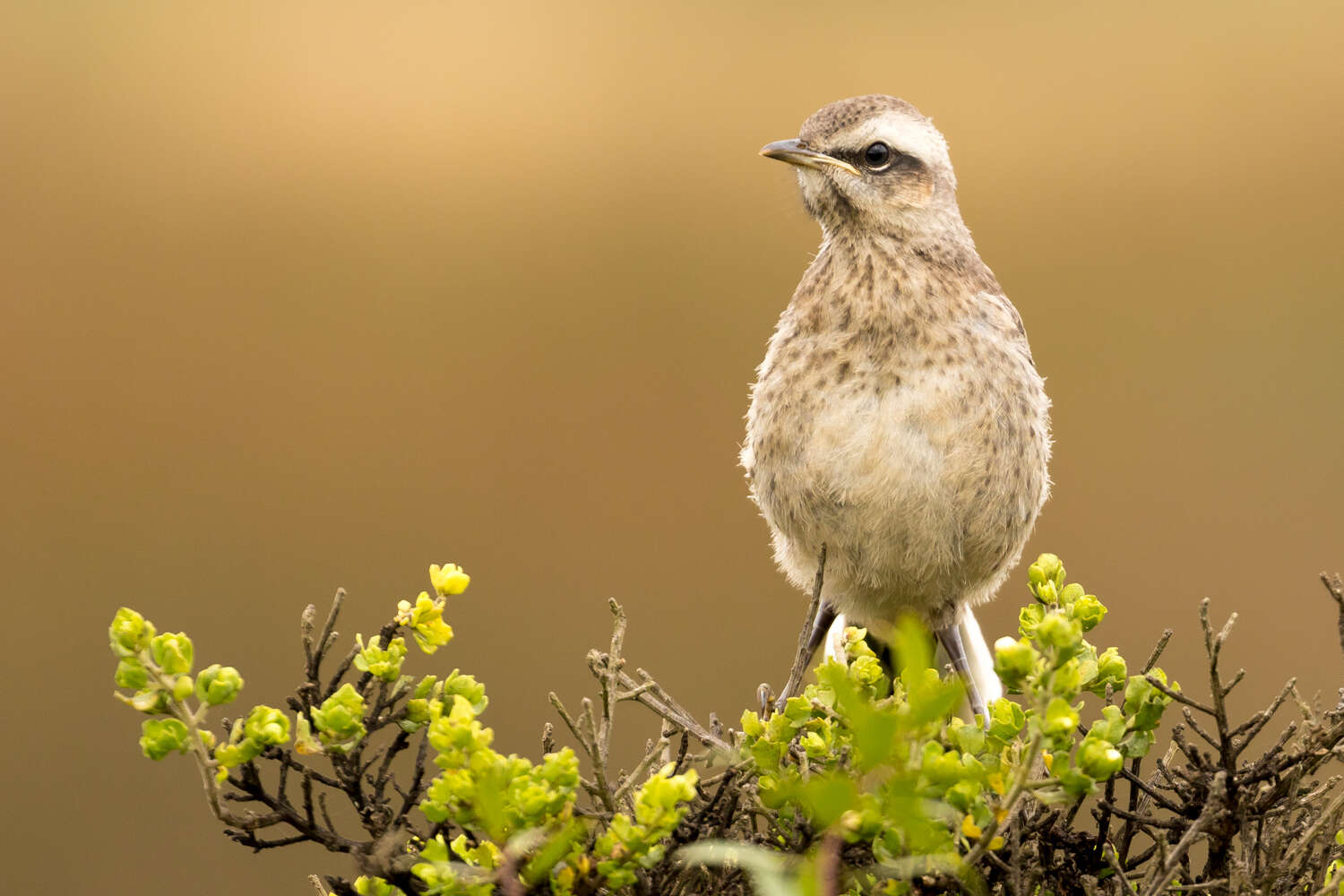 Image of Chilean Mockingbird