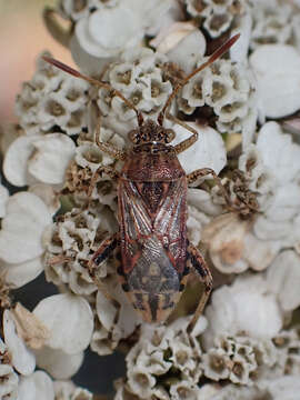 Image of Stictopleurus crassicornis (Linnaeus 1758)