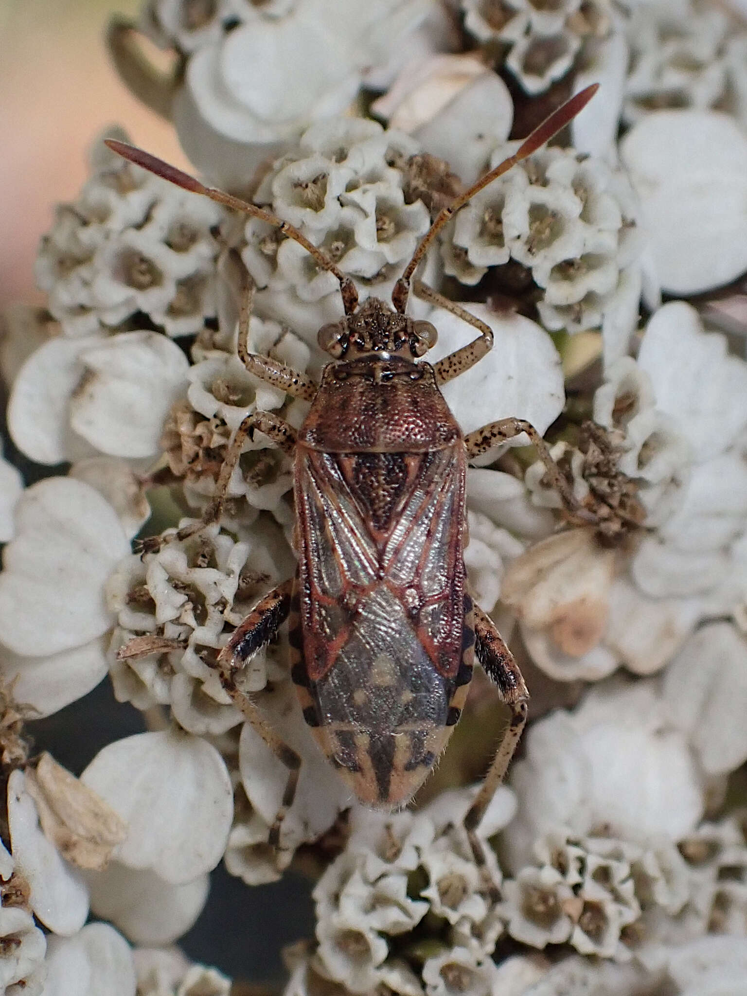 Слика од Stictopleurus crassicornis (Linnaeus 1758)