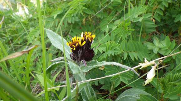 Image of Tephroseris takedana (Kitam.) Holub