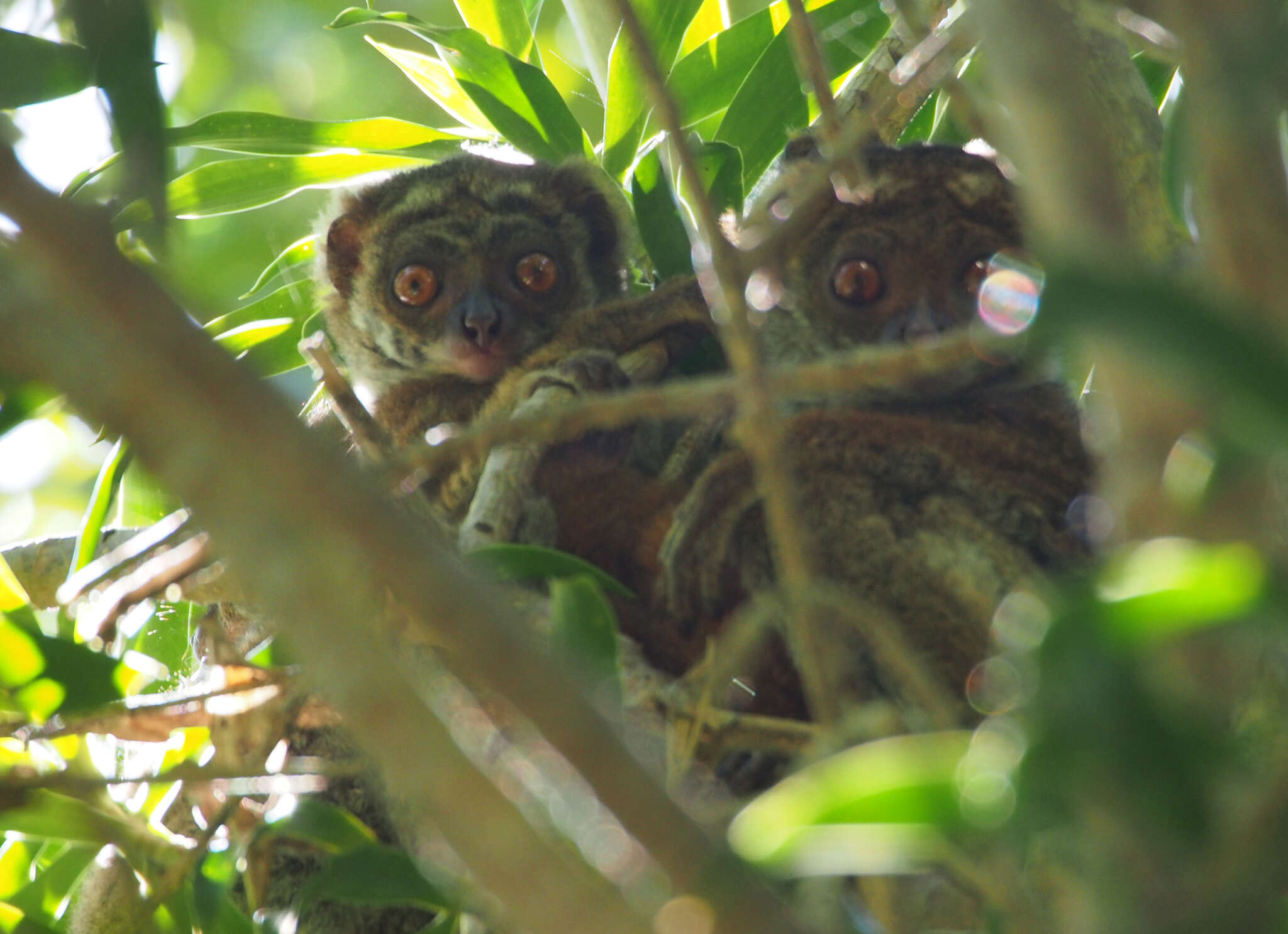 Image of Southern Woolly Lemur