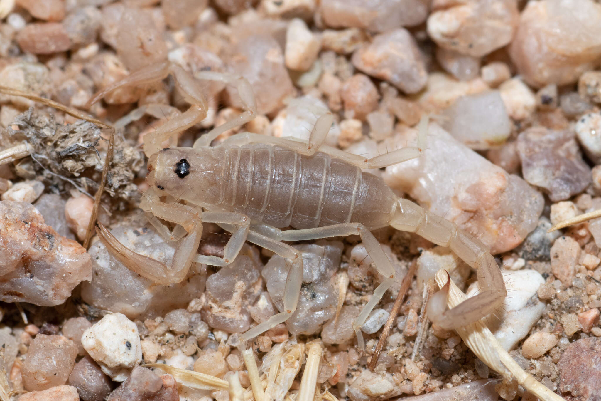 Image of Paruroctonus becki (Gertsch & Allred 1965)