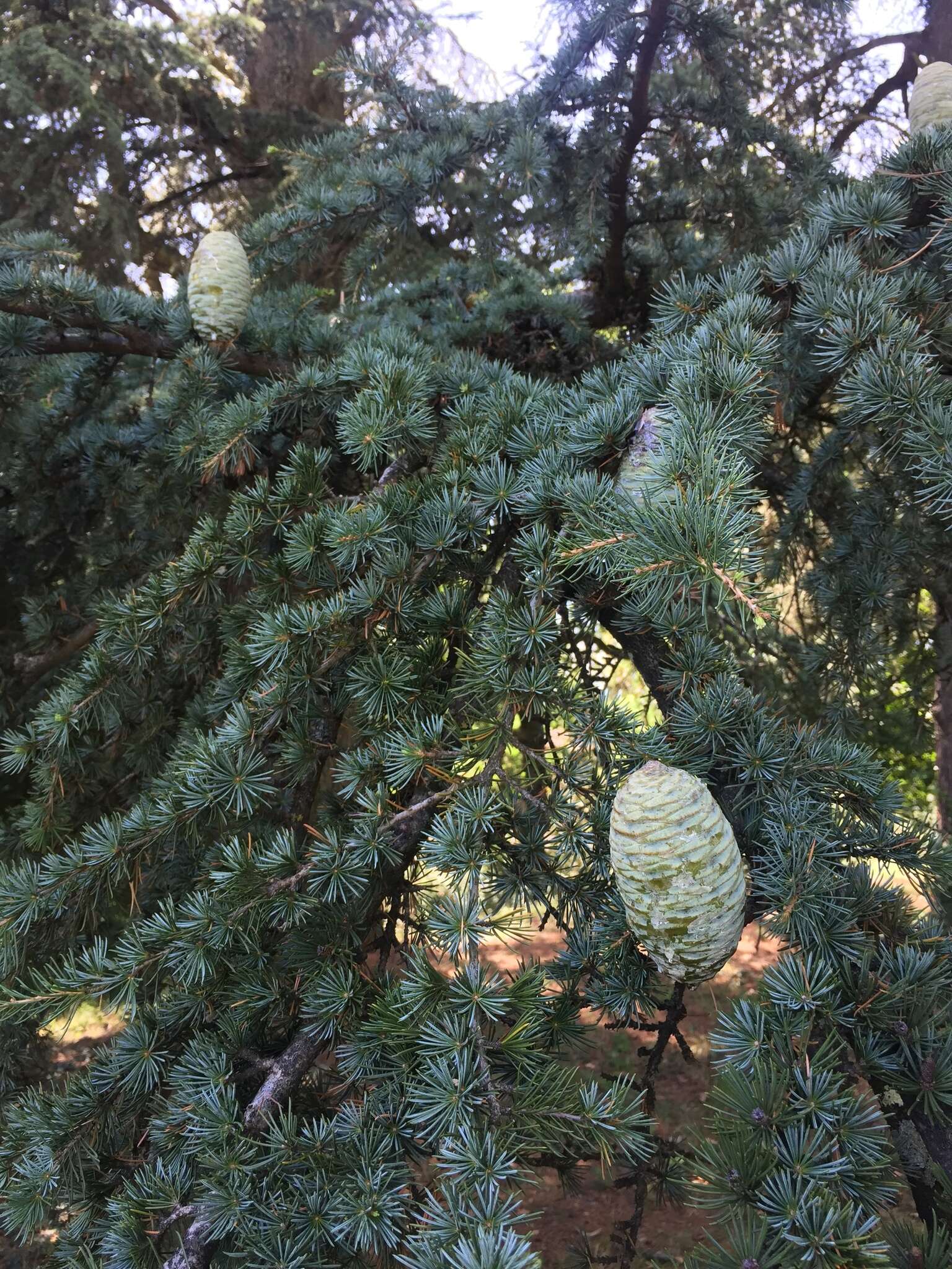 Image of Atlas Cedar