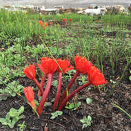 Imagem de Haemanthus canaliculatus Levyns