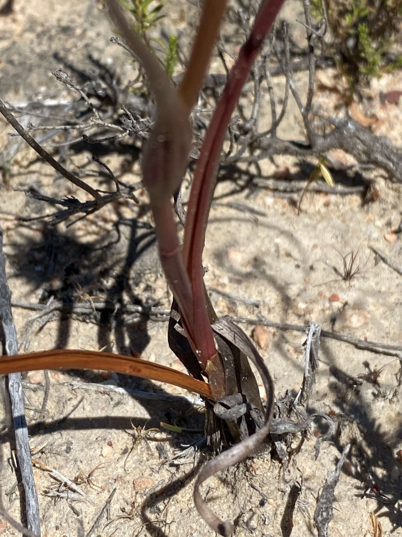 Image of Wurmbea spicata (Burm. fil.) T. Durand & Schinz