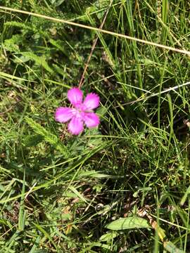 صورة Dianthus deltoides subsp. deltoides