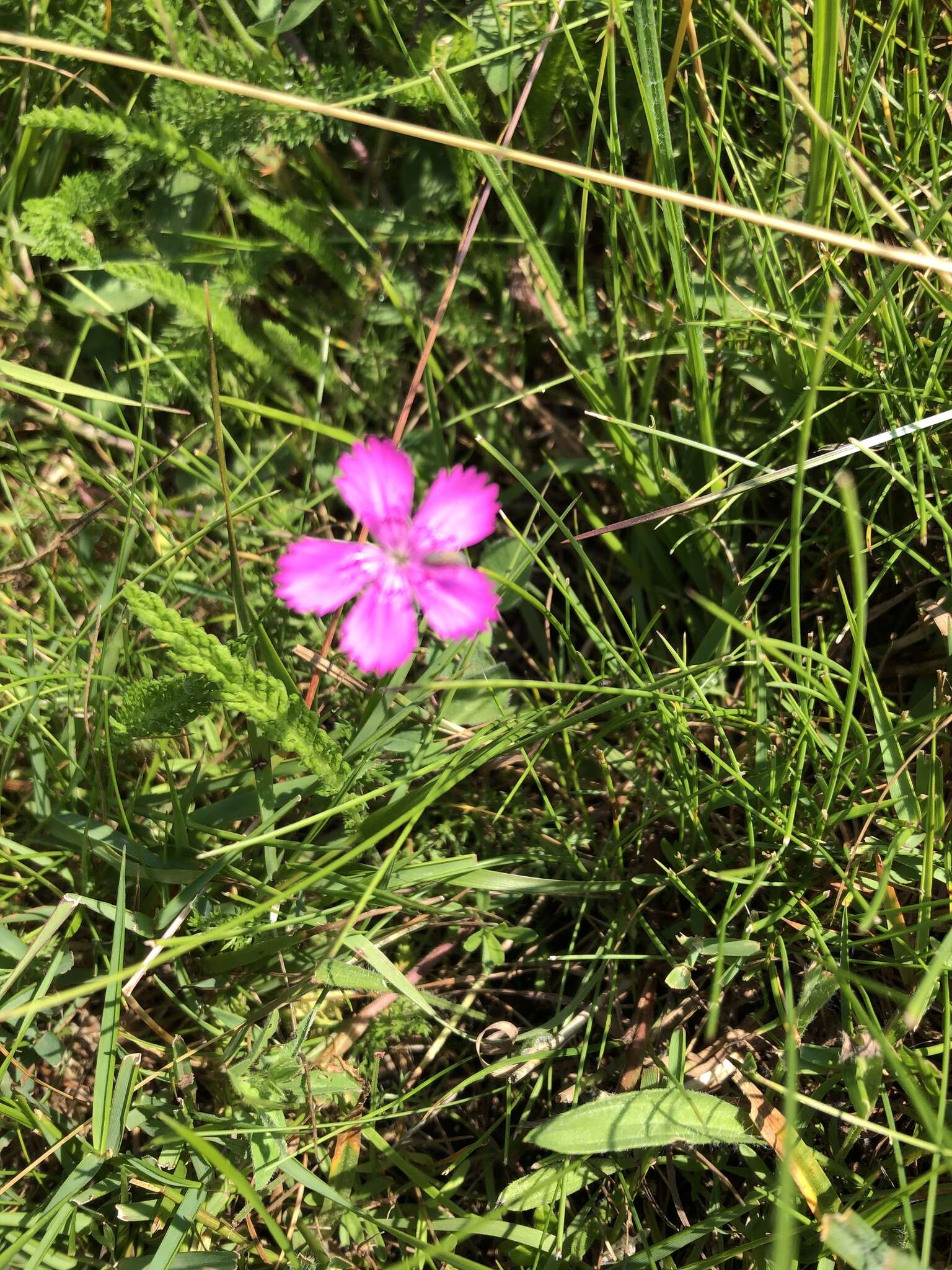 Image of Dianthus deltoides subsp. deltoides