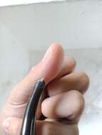 Image of Müller’s Blind Snake