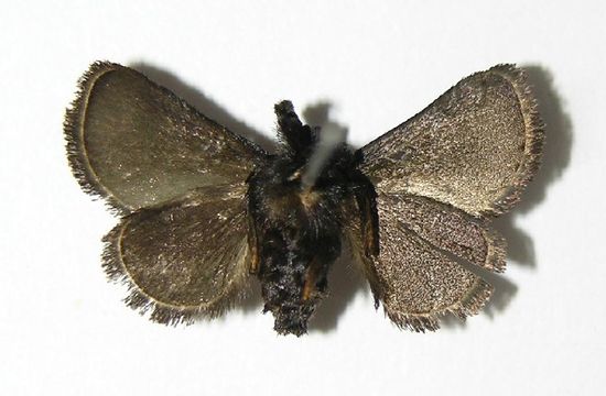 Image of <i>Epiperola vaferella</i> Dyar 1908