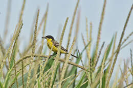 Image of Motacilla flava feldegg Michahelles 1830