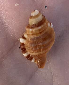 Image of Monoplex pilearis (Linnaeus 1758)