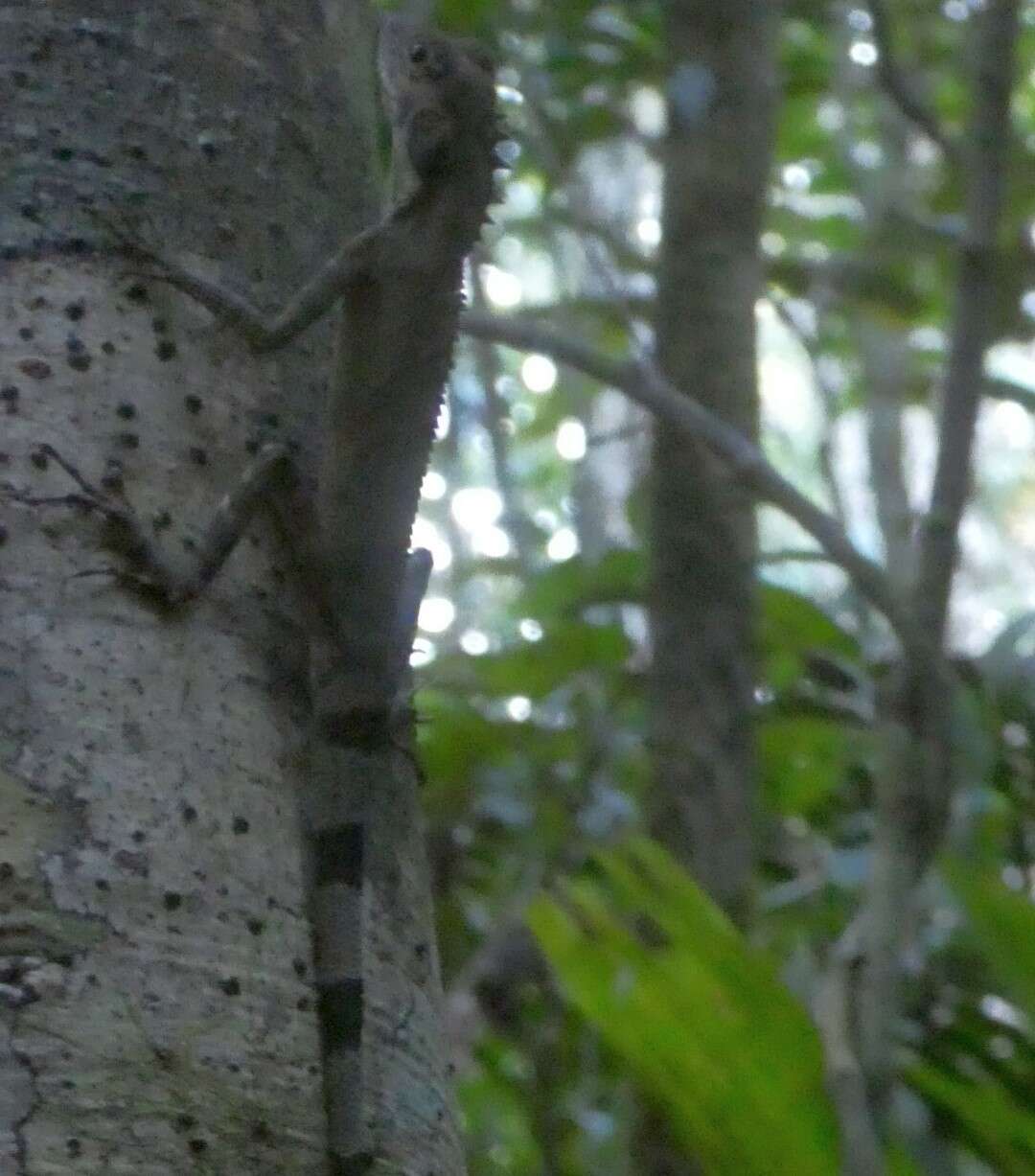 Image of Modest Forest Dragon