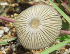 Coprinellus arenicola Wartchow & A. R. Gomes 2014的圖片