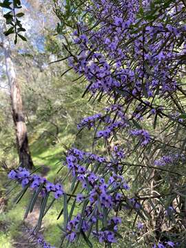 Image of Hovea asperifolia subsp. spinosissima I. Thomps.