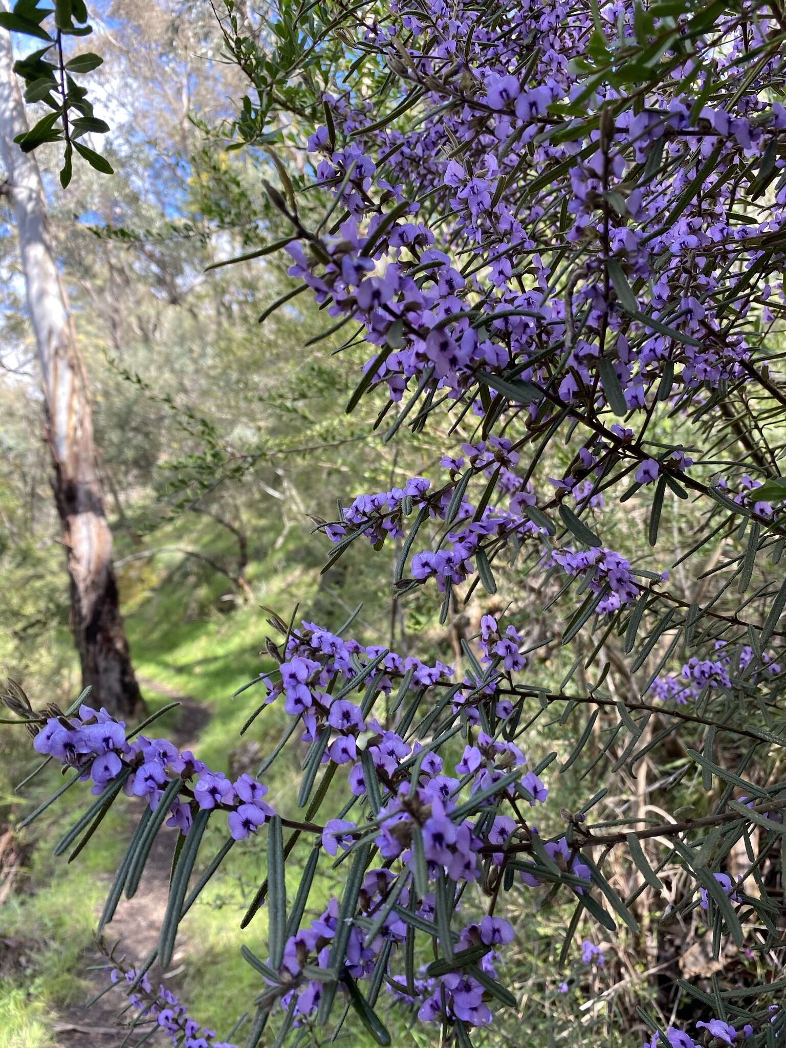 Hovea asperifolia subsp. spinosissima I. Thomps.的圖片