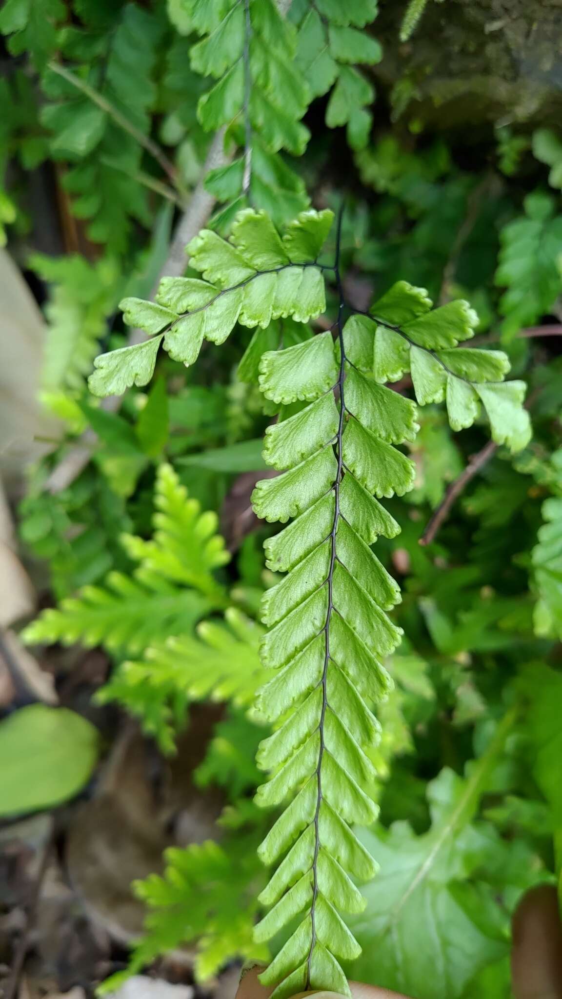 Image of Adiantum diaphanum Bl.