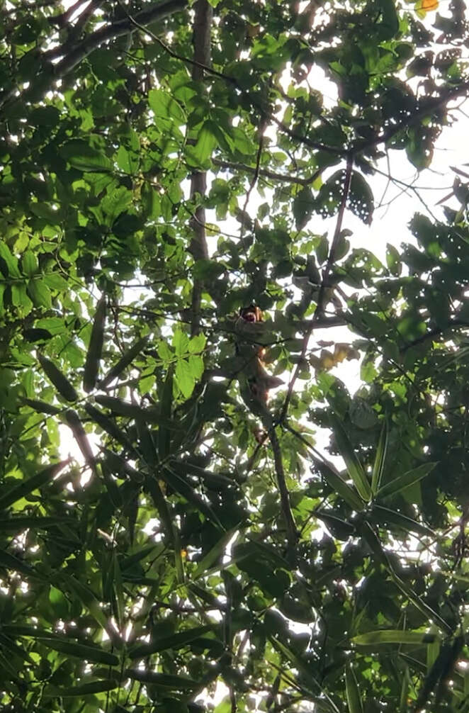 Image de Alouatta seniculus seniculus (Linnaeus 1766)