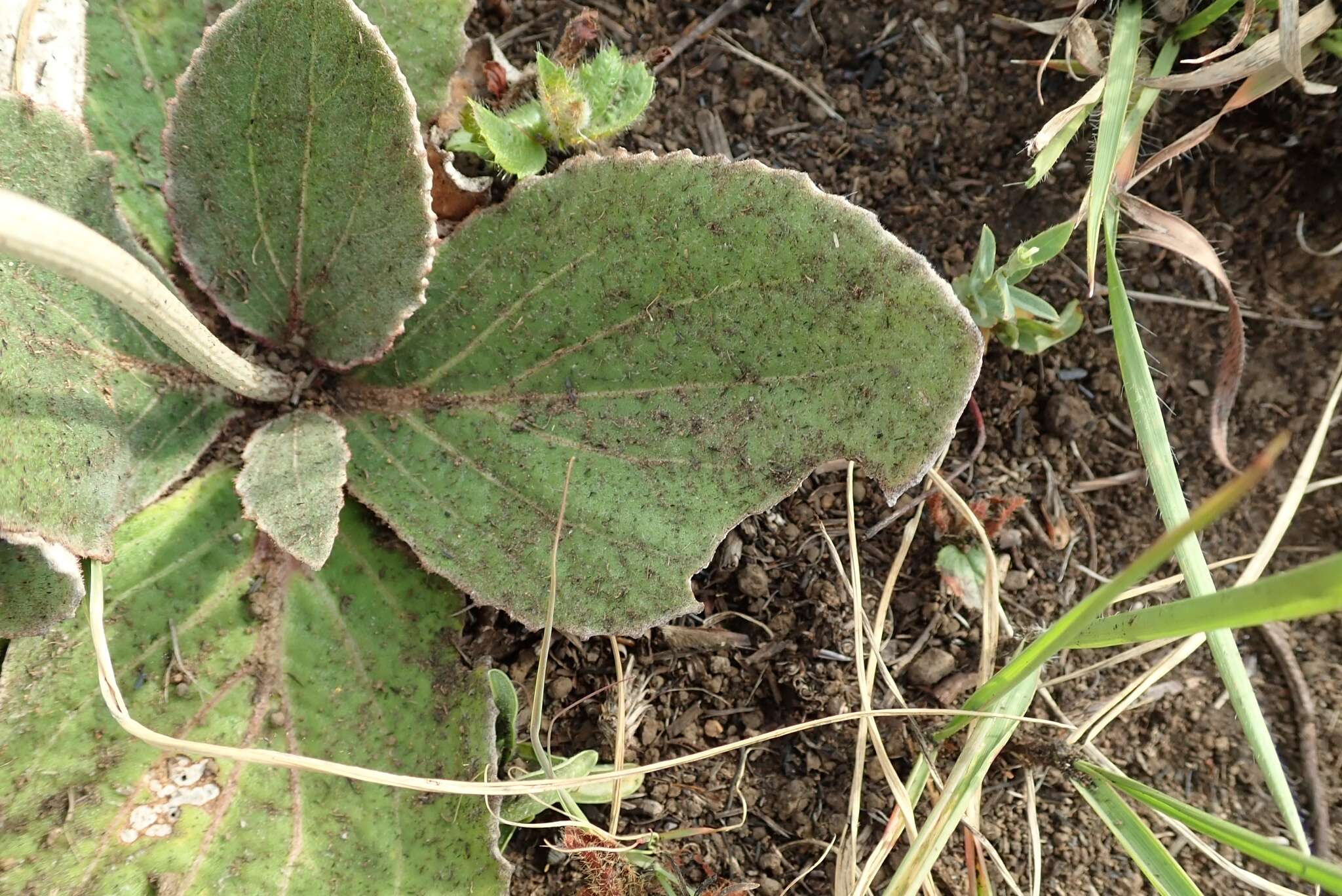 Image of Haplocarpha scaposa Harv.