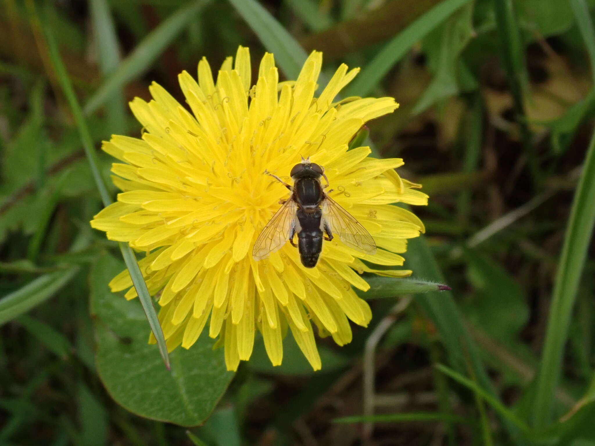 صورة <i>Anasimyia bilinearis</i>