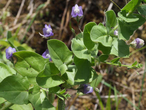 Image of Kickxia commutata subsp. graeca (Bory & Chaub.) R. Fernandes