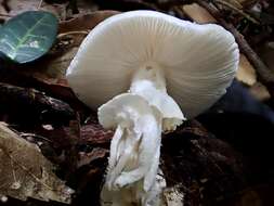 Image of Amanita kotohiraensis Nagas. & Mitani 2000