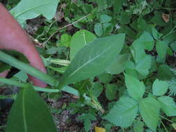Image of Lactuca quercina L.