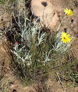 Image of Spear African Daisy