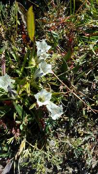 Image of arctic gentian