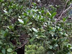 Image of Quercus aristata Hook. & Arn.