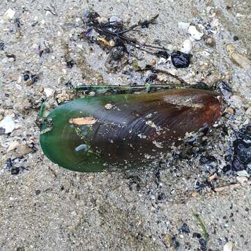 Image of Green mussel