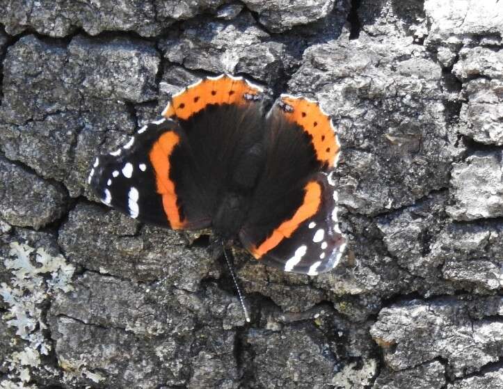 Image of Vanessa atalanta rubria (Fruhstorfer 1909)