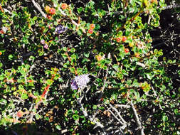 Image of Mason's ceanothus