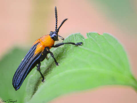 Plancia ëd Chalepus sanguinicollis (Linnaeus 1771)