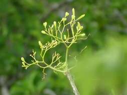 Image of Gyrocarpus mocinoi A. Espejo Serna