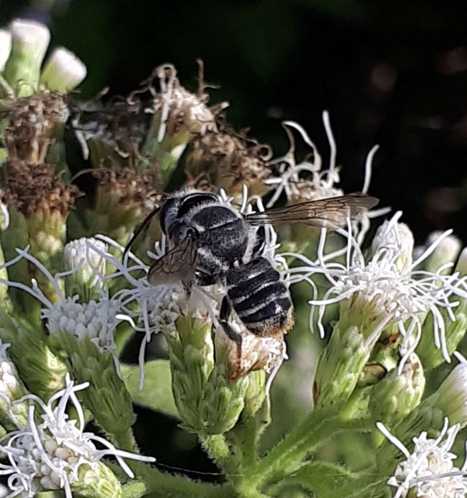 Megachile zapoteca Cresson 1878的圖片