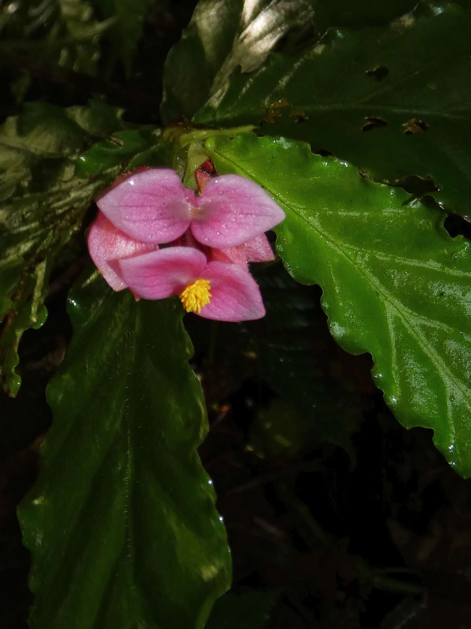 Image of Begonia tonduzii C. DC. ex T. Durand & Pittier