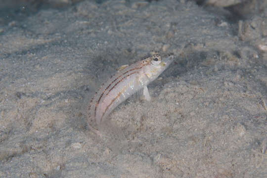 Image of Nosestripe grubfish